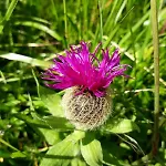 Casa Roberta Falcade