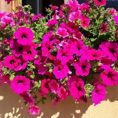 Casa Roberta Apartament