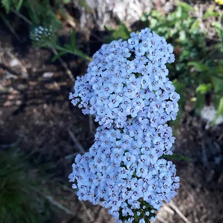Casa Roberta Falcade