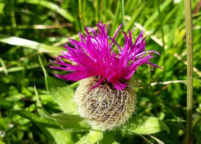 Casa Roberta Falcade