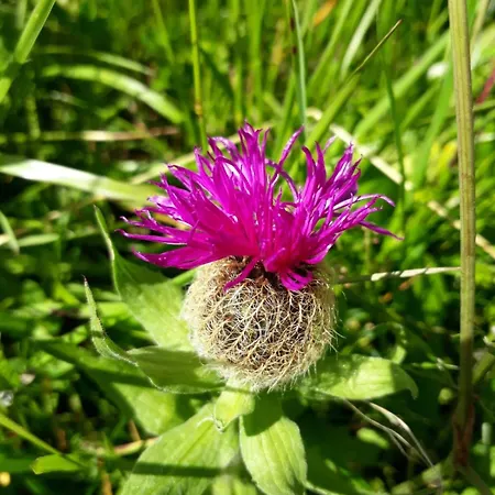 Casa Roberta Falcade